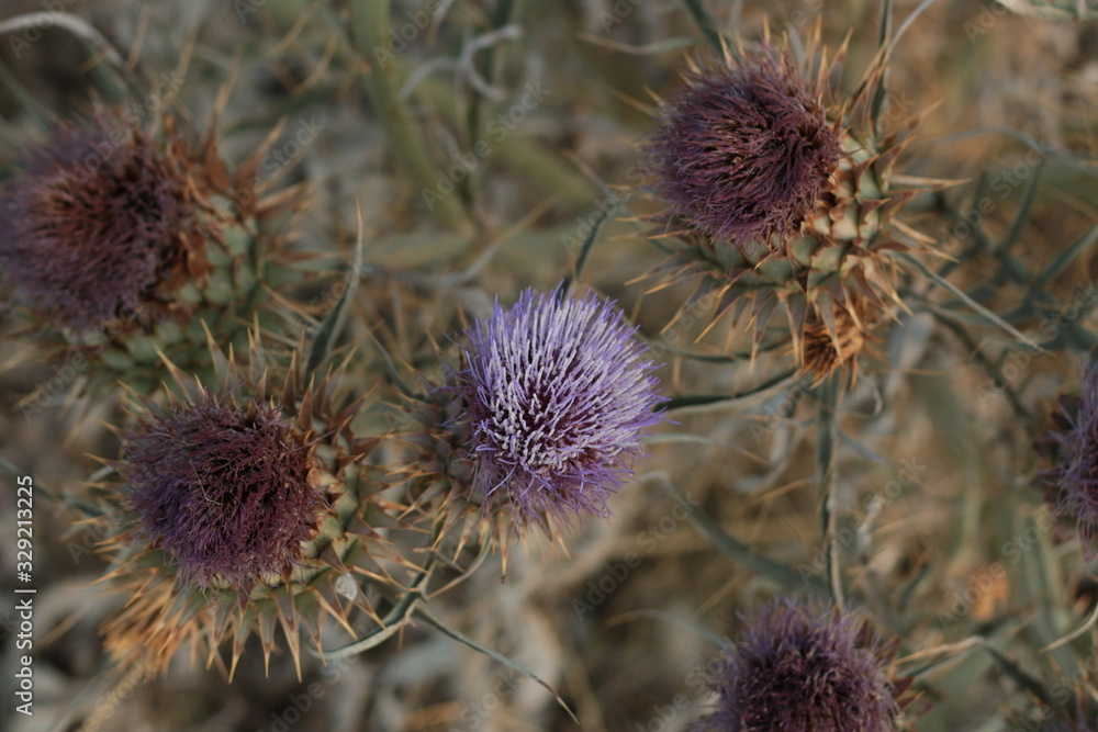 a bush of purple Scoth thistles flowering weeds close up on the side of the road, an introduced noxious weed in Australia, affecting Australian farms and animals a bush of purple Scoth thistles flowering weeds close up on the side of the road, an introduced noxious weed in Australia, affecting Australian farms and animals