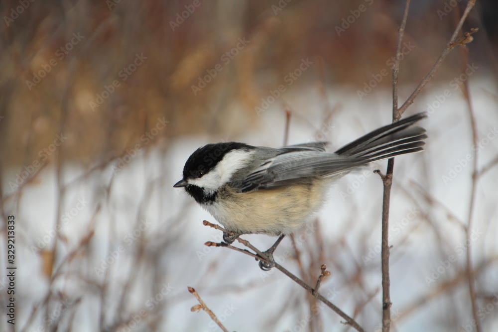 Chickadee On The Branch, Whitemud Park, Edmonton, Alberta Chickadee On The Branch, Whitemud Park, Edmonton, Alberta