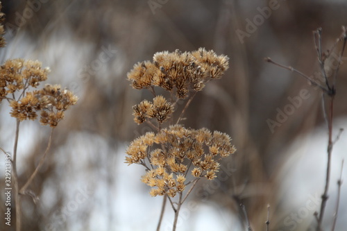 Frozen Weeds, Whitemud Park, Edmonton, Alberta