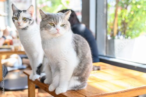 Cute cats on wood table in cat cafe. Cat cafe is a theme cafe whose attraction is cats that can be watched and played with.