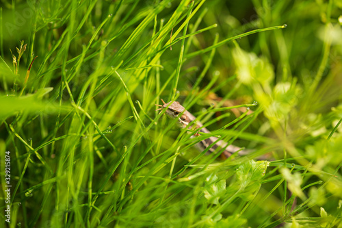 草むらに潜むニホンカナヘビ