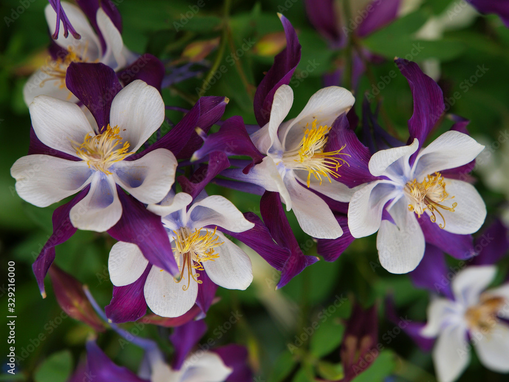 Columbine flowers of various colors with a green background Columbine flowers of various colors with a green background