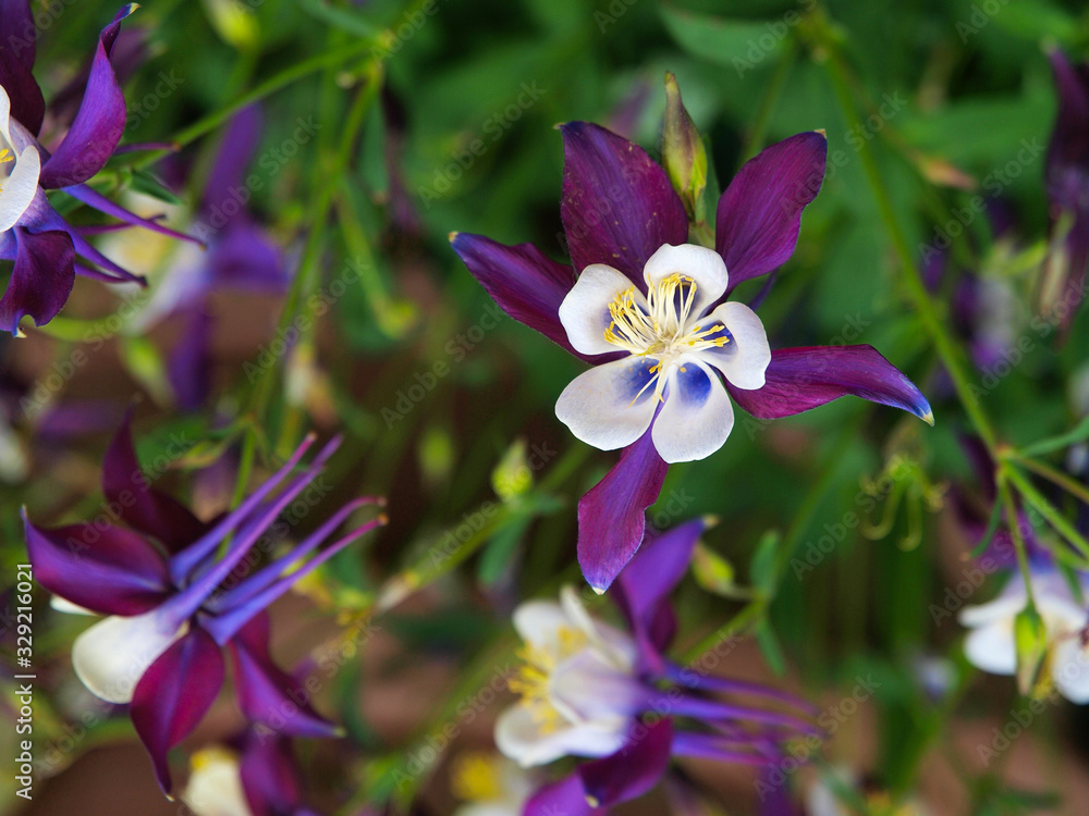 Columbine flowers of various colors with a green background Columbine flowers of various colors with a green background