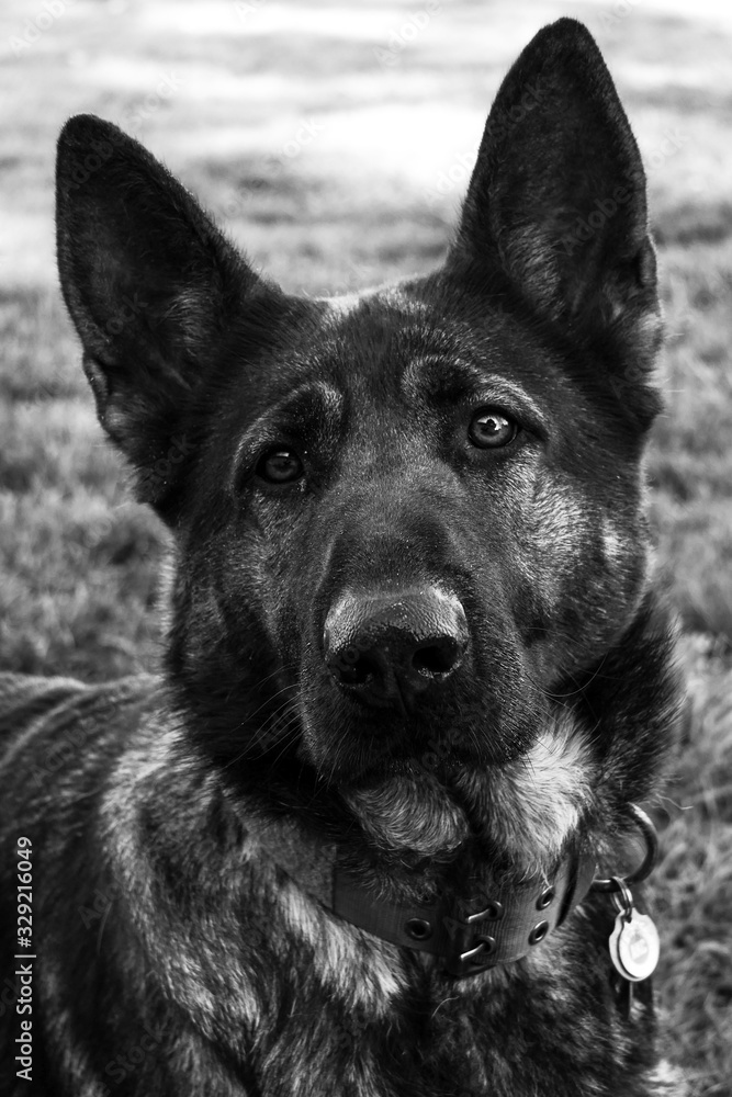Close up of German Shepherd in Black and White