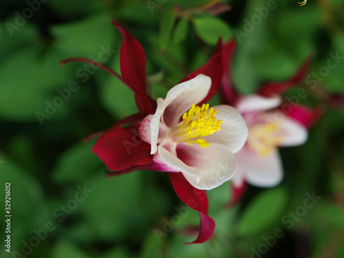 Columbine flowers of various colors with a green background