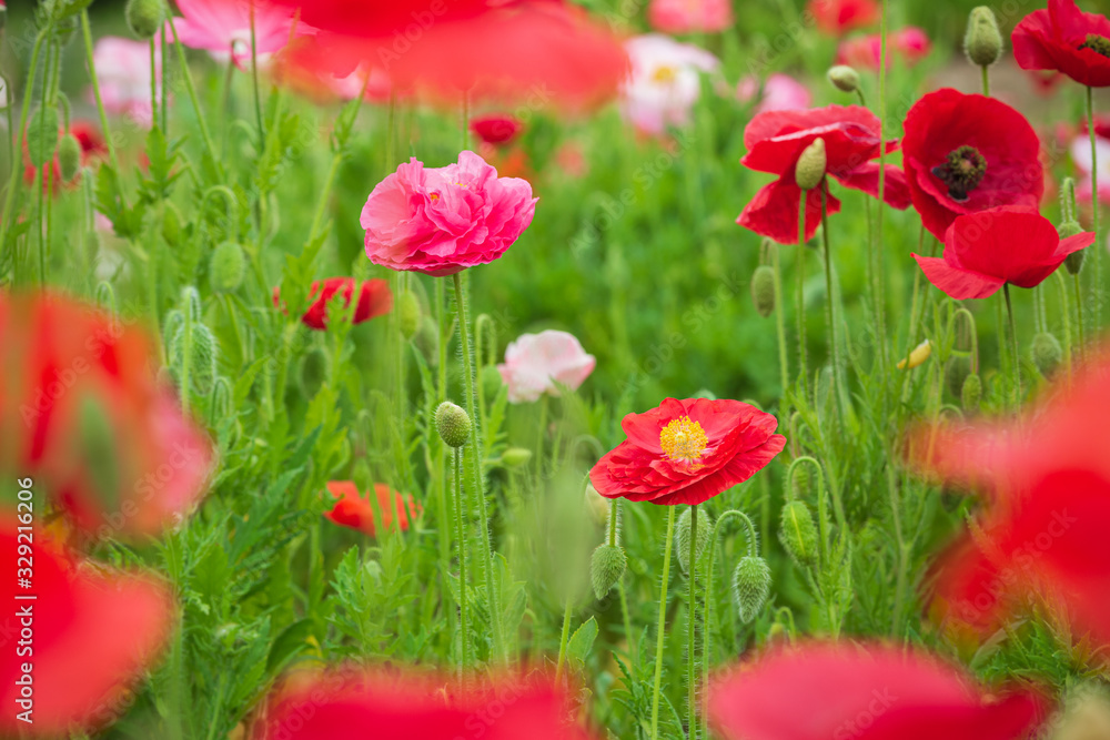 Obraz premium ヒナゲシの花畑