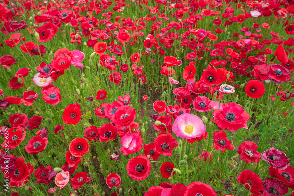 Obraz premium 満開のポピーの花畑