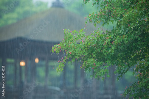 イロハモミジと雨の風景