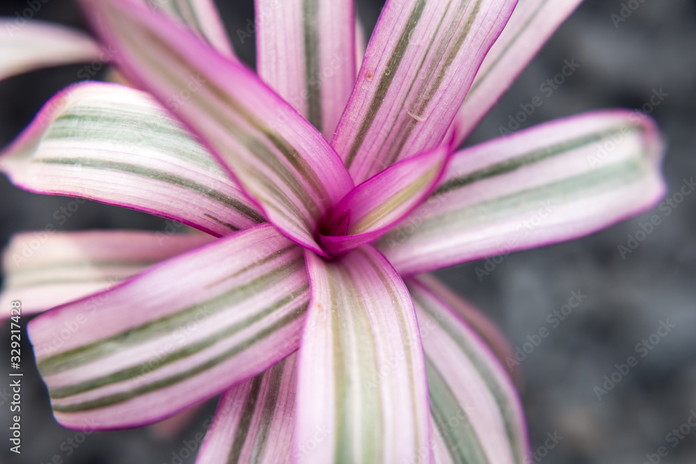 Naklejka premium Macro 2