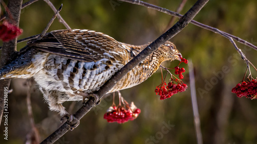 Fotografia Ruffed grouse (Bonasa umbellus) perched on branches, eating berries, in the sun rays, Canada
