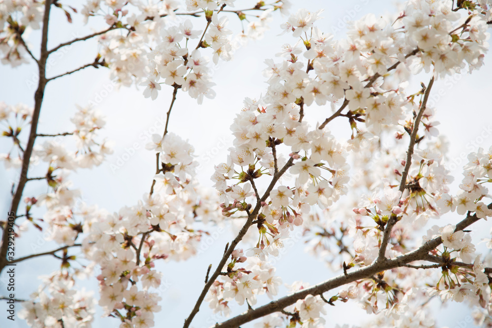 日本の桜