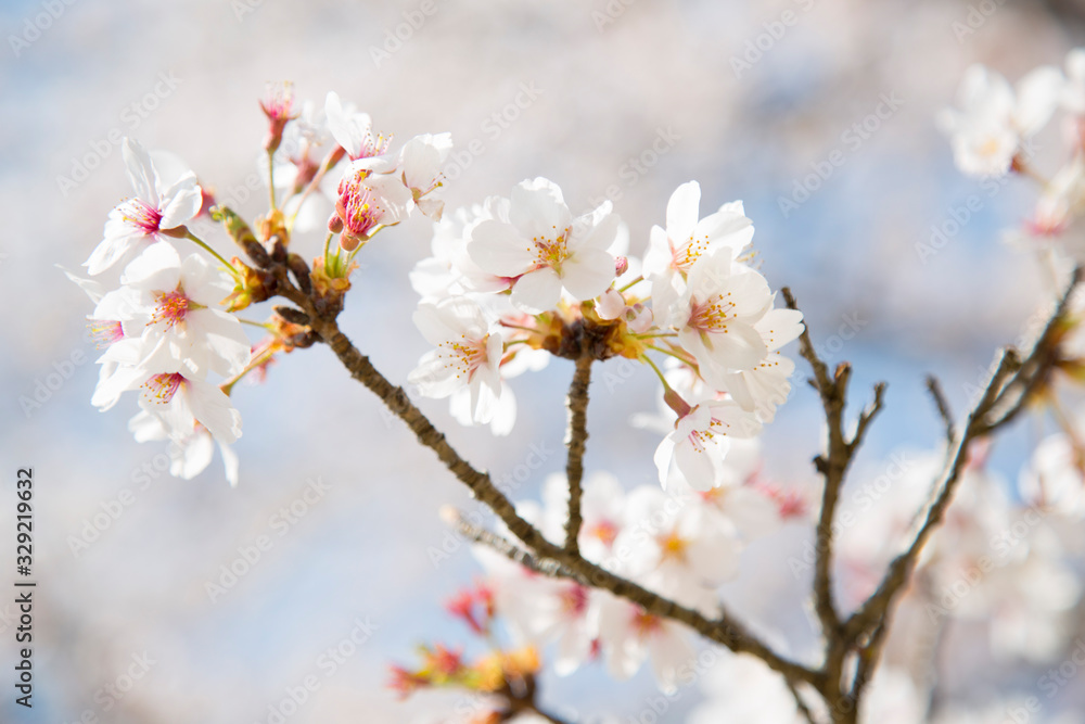 日本の桜