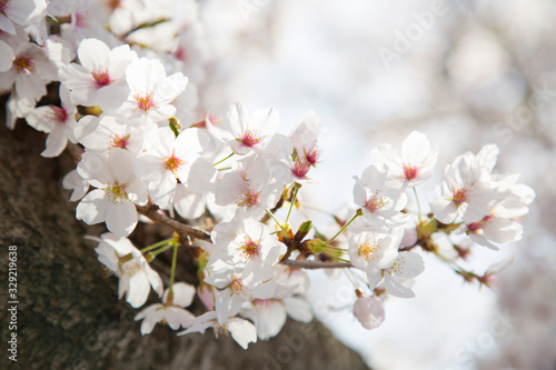 日本の桜