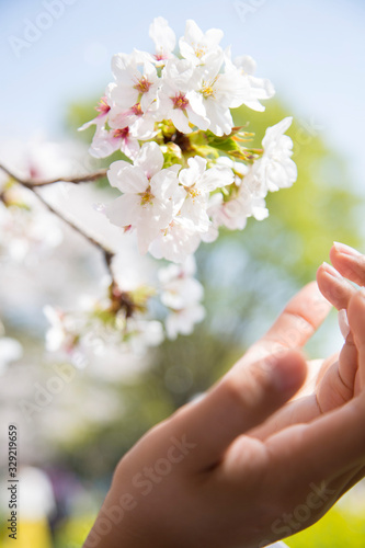 桜と手のひら