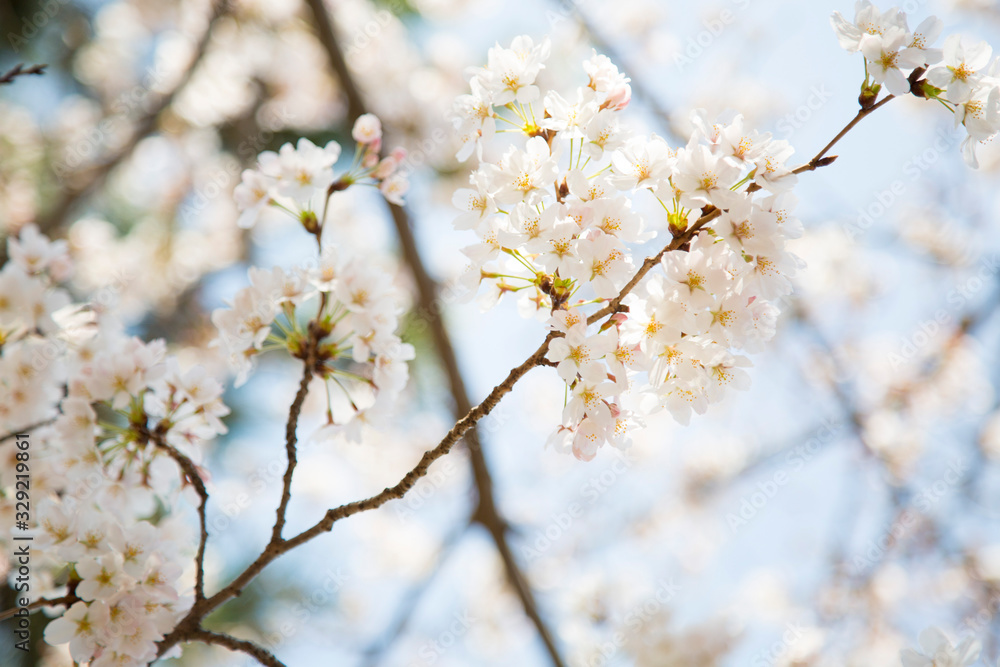 日本の桜