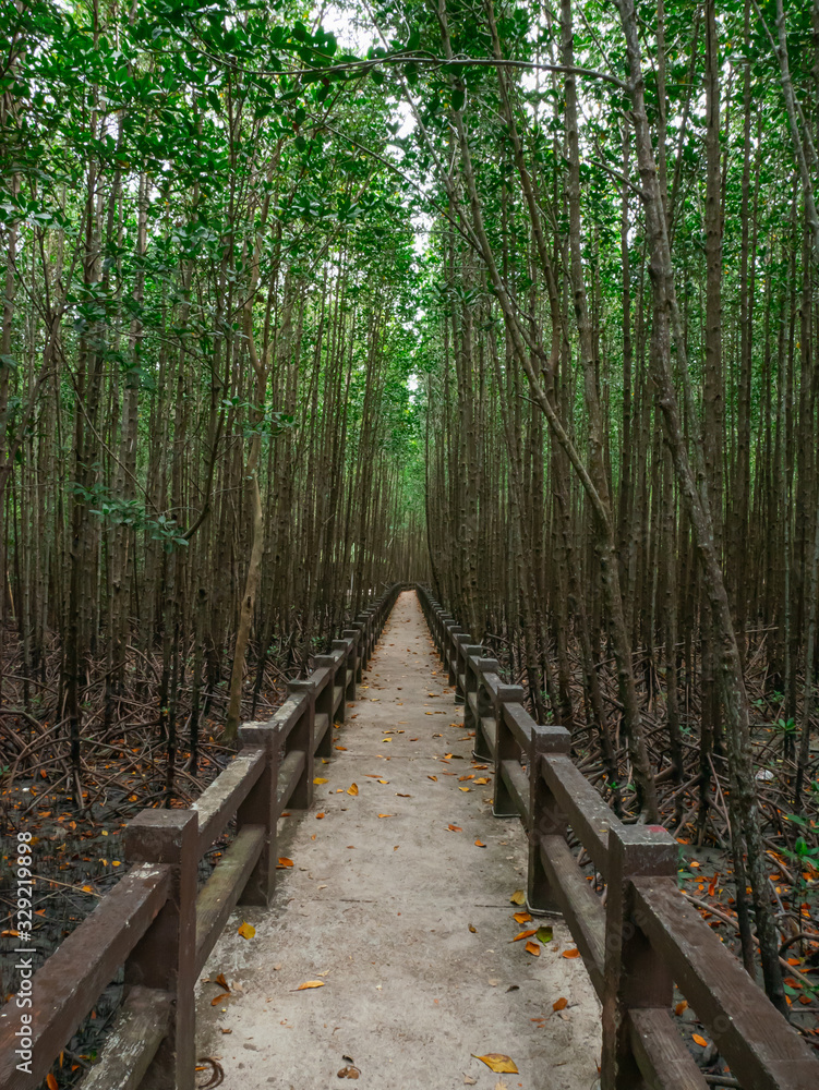 The paths in the mangrove forest are quiet. The paths in the mangrove forest are quiet.