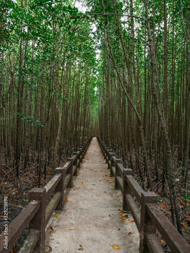 Fototapeta Naklejka Na Ścianę i Meble -  The paths in the mangrove forest are quiet.
