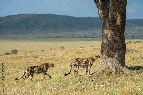 Two cheetahs approaching a big tree at Masai Mara  Kenya  Africa