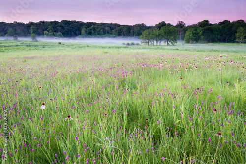 Konstfotografi The native grasses of Midwest prairie are punctuated by coneflower and purple prairie clover just before sunrise