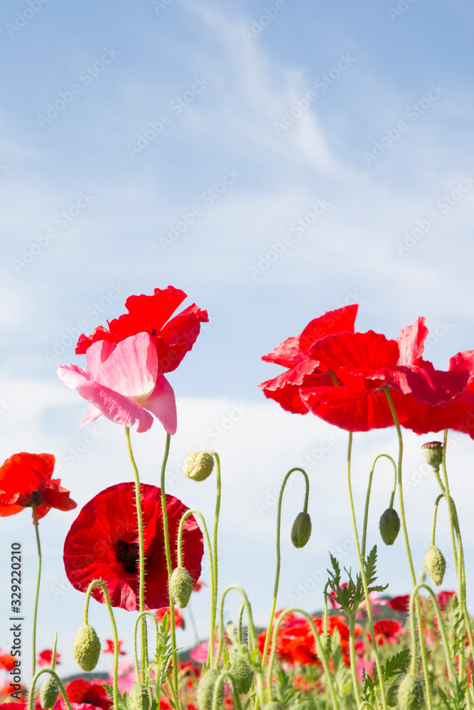 Obraz premium 天空のポピー