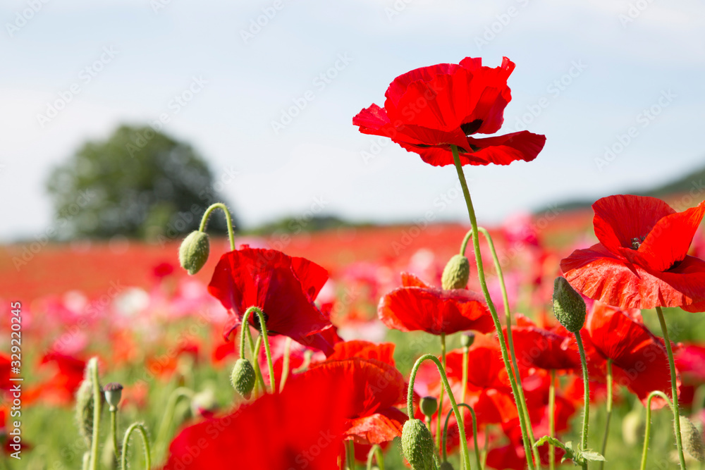 Obraz premium 天空のポピー