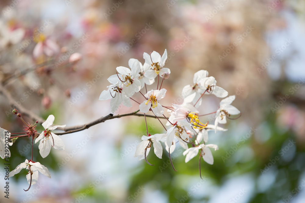 white flowers tree blossom white flowers tree blossom