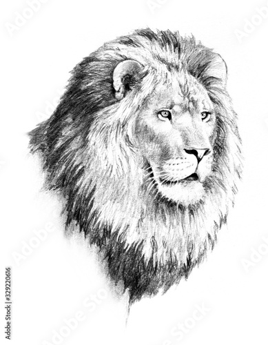lion illustration of lion head and mane in hand drawn pencil sketch isolated on white background, strong dangerous and powerful animal, african safari wildlife