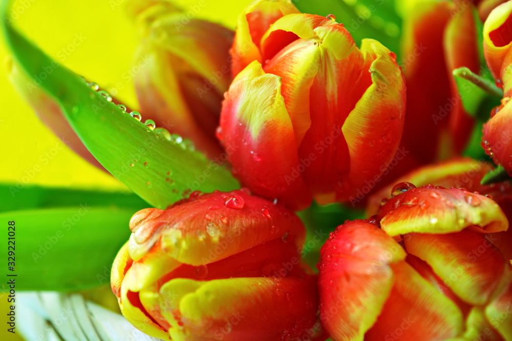 Naklejka premium Floral easter background. Bouquet of fresh flowers of red yellow blooming tulips with green leaf and blob of dew in wicker basket on bright yellow background. Macro. Selective focus