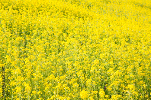 菜の花畑

