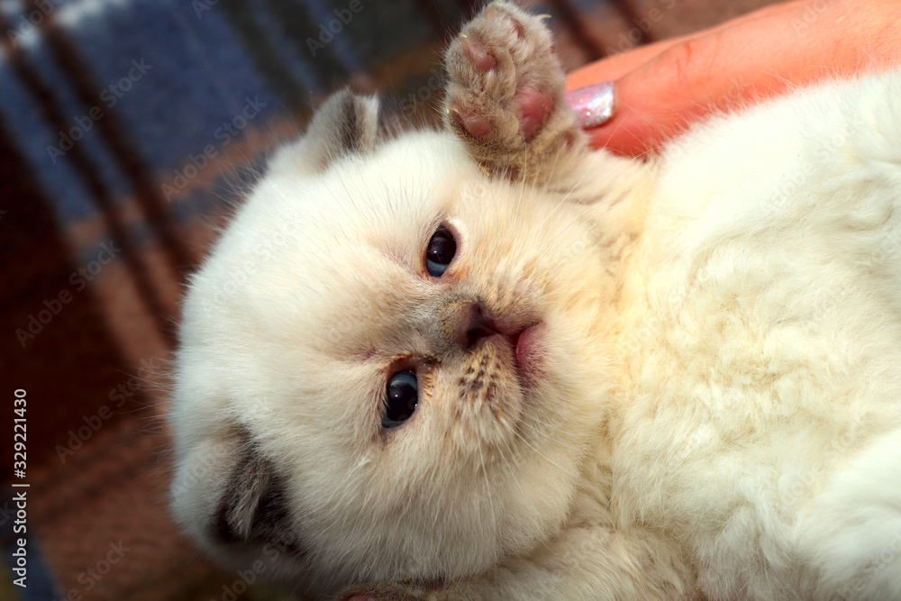 Portrait of a cute white kitten. Little kitten in female hands. Background of domestic animals. White fluffy kitten close up. Horizontal, cropped shot. Concept of pets. Portrait of a cute white kitten. Little kitten in female hands. Background of domestic animals. White fluffy kitten close up. Horizontal, cropped shot. Concept of pets.