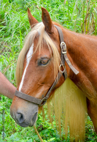 Photography Portrait of a Puerto Rican paso fino horse with a long blond mane and the striking tiger eye variant only found in the eyes of Puerto Rican horses