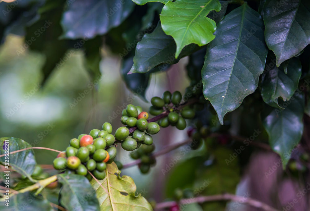 Arabica coffee berrys ripening on tree in North of Thailand, Blur background. Arabica coffee berrys ripening on tree in North of Thailand, Blur background.