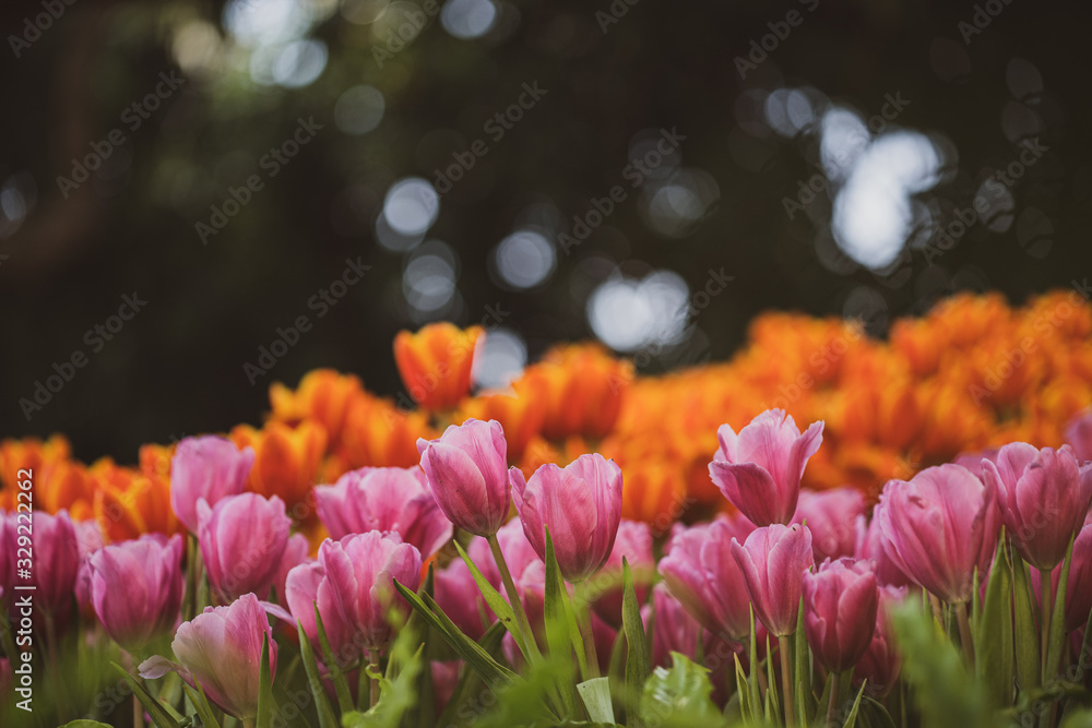 Pink Tulips in the garden