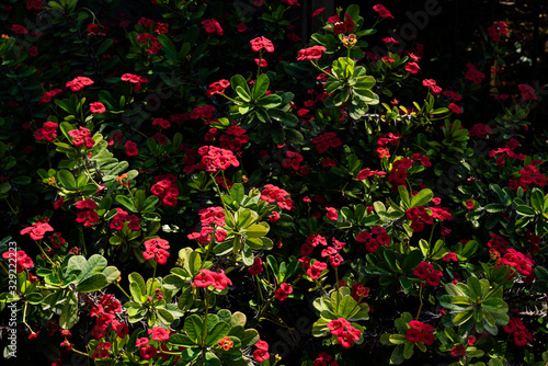 Euphorbia milii or crown of thorns green shrub blossoming red flowers