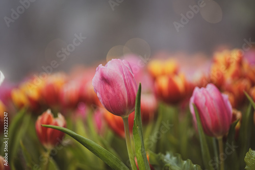 Pink Tulips in the garden