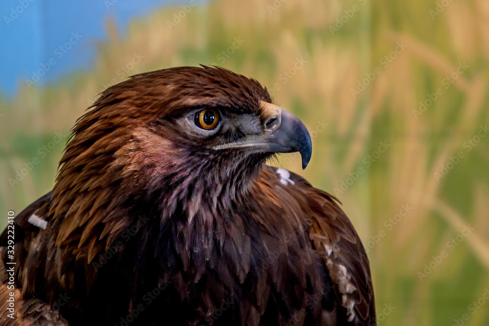 Obraz premium A close portrait of a golden eagle on a forest background