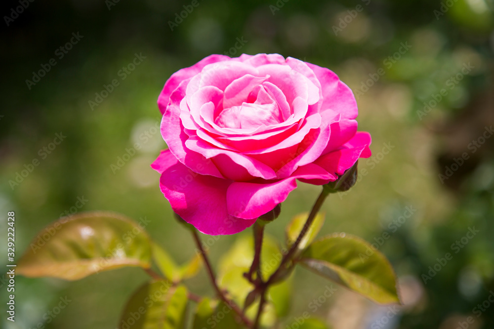 ピンクの薔薇 ピンクの薔薇