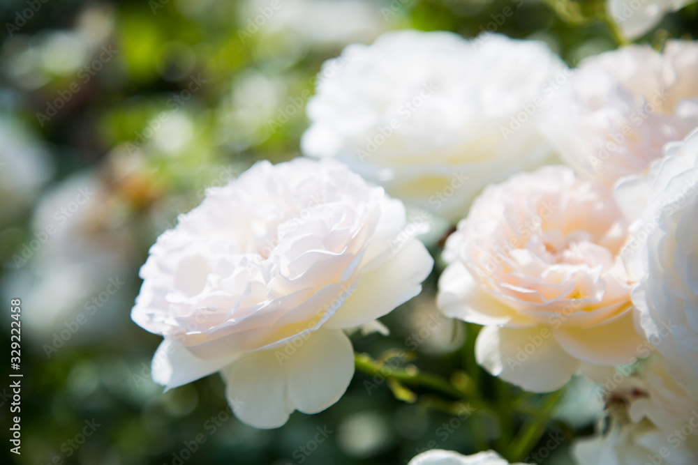 白とピンクの薔薇
白とピンクの薔薇