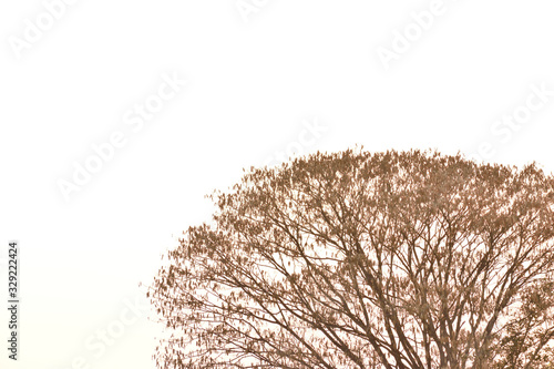 flowers in a vase or spring time color tree in the forest