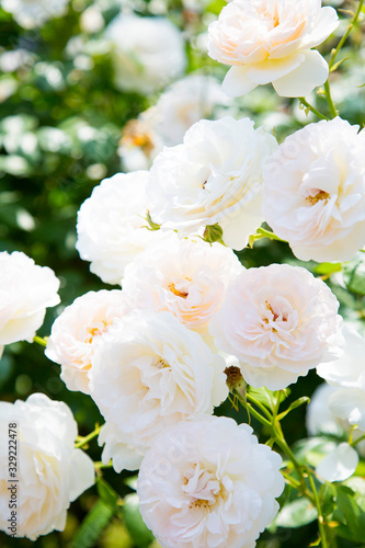 白とピンクの薔薇  © kumiko