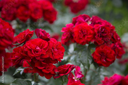 赤い薔薇 © kumiko