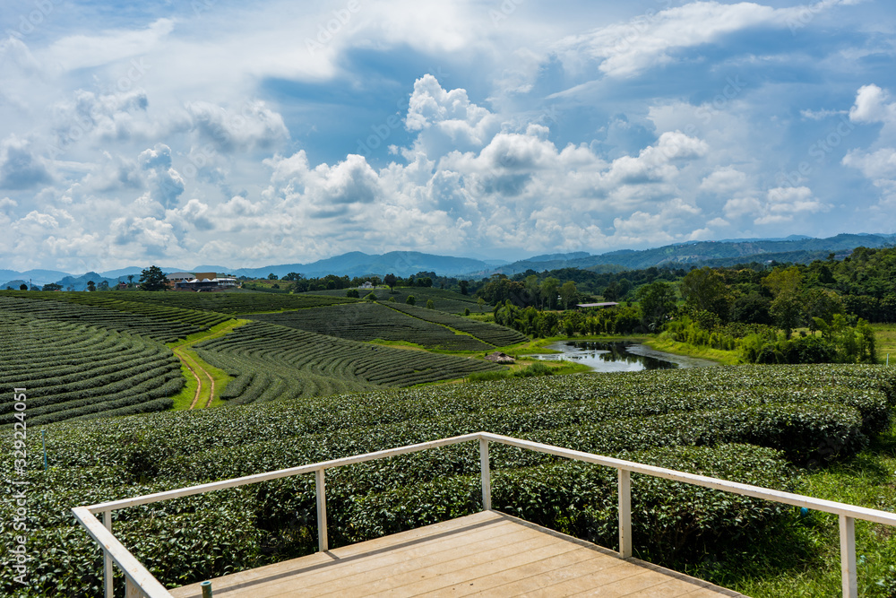 Green tea plantation landscape, Choui Fong tea plantation, Thailand.
