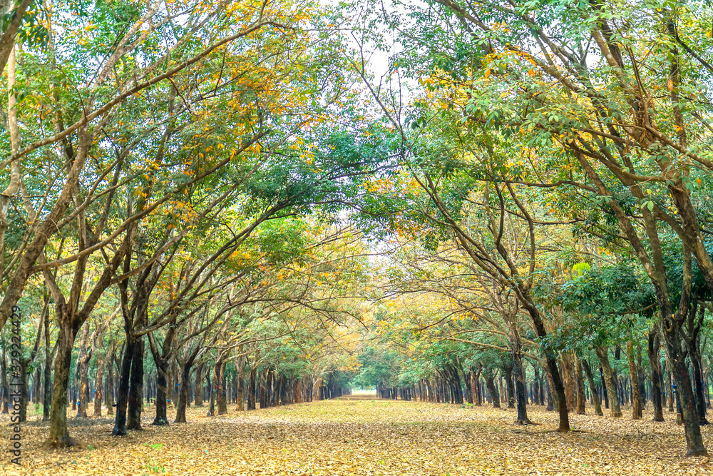 Rubber forest season change leaves. Every year autumn leaves change color in yellow and fall rather new. Rubber forest season change leaves. Every year autumn leaves change color in yellow and fall rather new.
