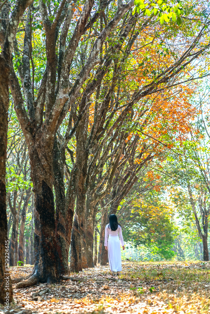 Silhouette of a girl in long dress or ao dai in rubber forest autumn morning expresses the innocent romance of dreaming youth in suburbs Binh Phuoc, Vietnam