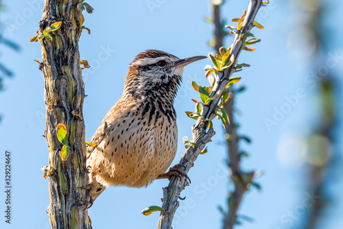 Canvas Print Cactus Wren