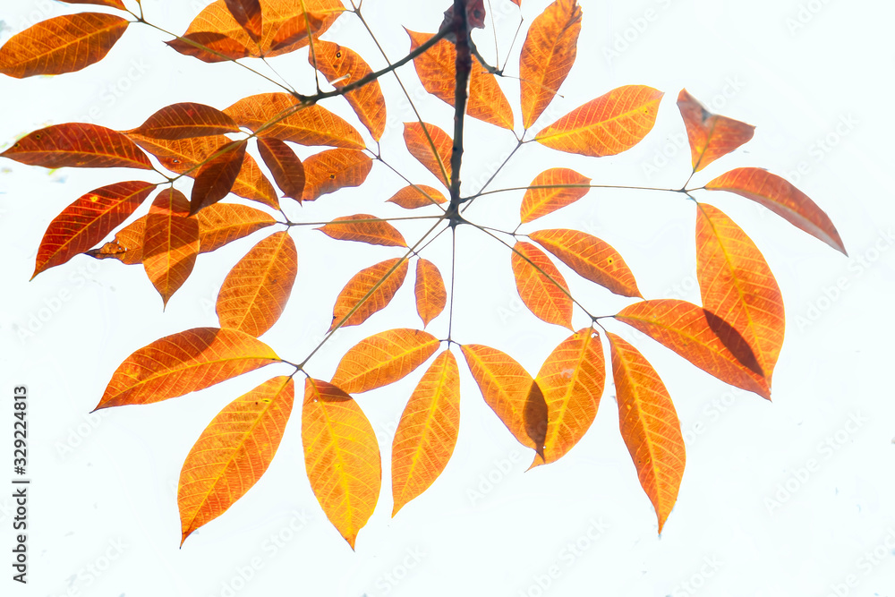 Naklejka premium Rubber leaf deciduous season with white background