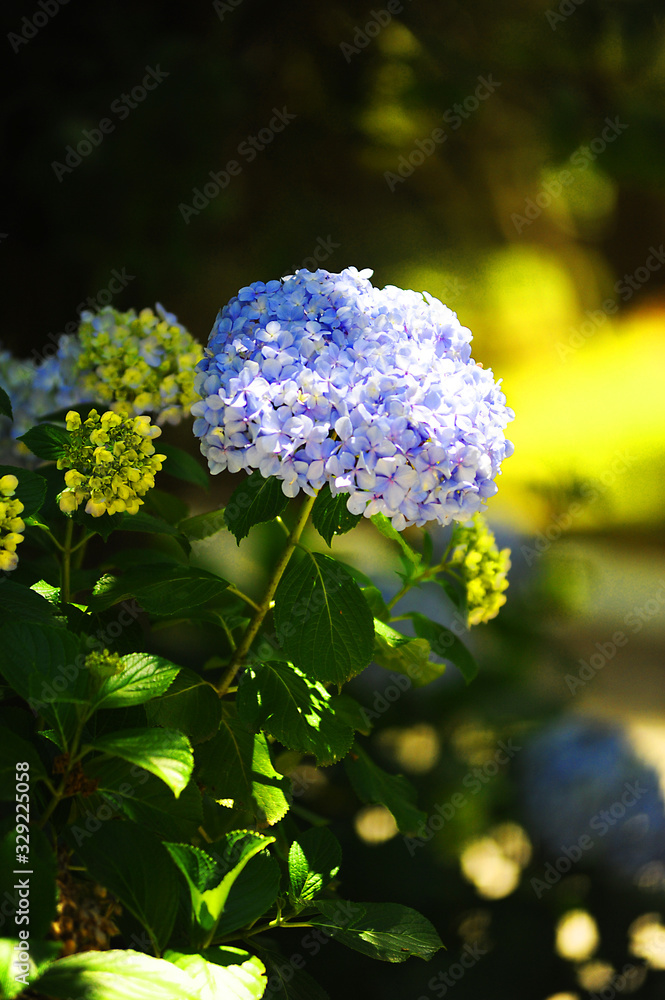 Hydrangea flower on the hills of south Brazil where she blossom mainly on the city of Gramado. Hydrangea flower on the hills of south Brazil where she blossom mainly on the city of Gramado.