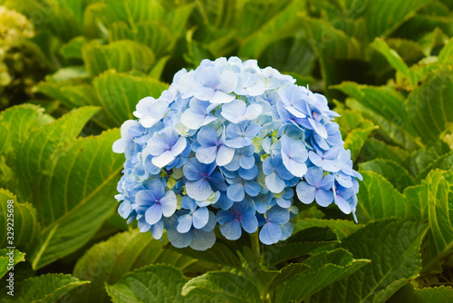 Blue hortensia flowers, , big open bush, green background
