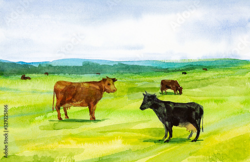 Watercolor illustration of cows grazing in a meadow © Marina