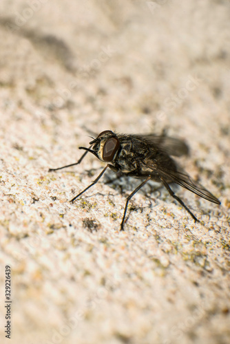 Common fly on the wall 